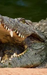 The video shows a man swallowed by a crocodile comes out of its jaw alive..