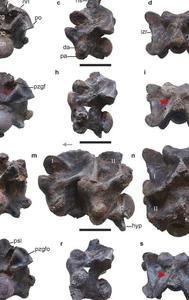 This image provided by researchers in April 2024 shows views of some of the vertebrae of Vasuki indicus.