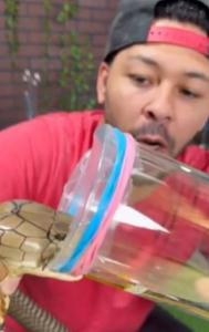 Man Milks King Cobra viral video