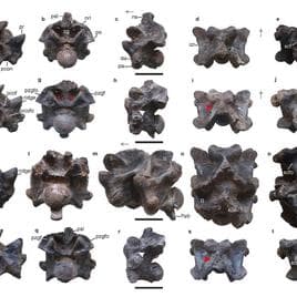 This image provided by researchers in April 2024 shows views of some of the vertebrae of Vasuki indicus.