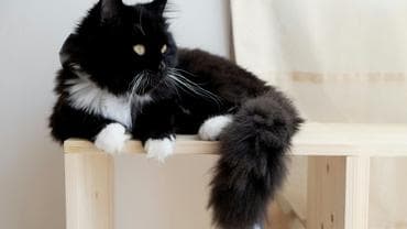 Black Cat Breeds That Make Great Pets 