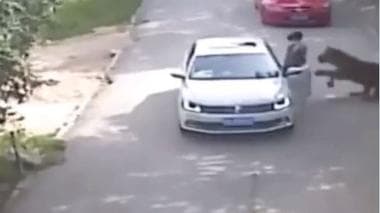 Terrifying Footage Of Tiger Viciously Dragging A Woman After She Gets Out Of Her Car